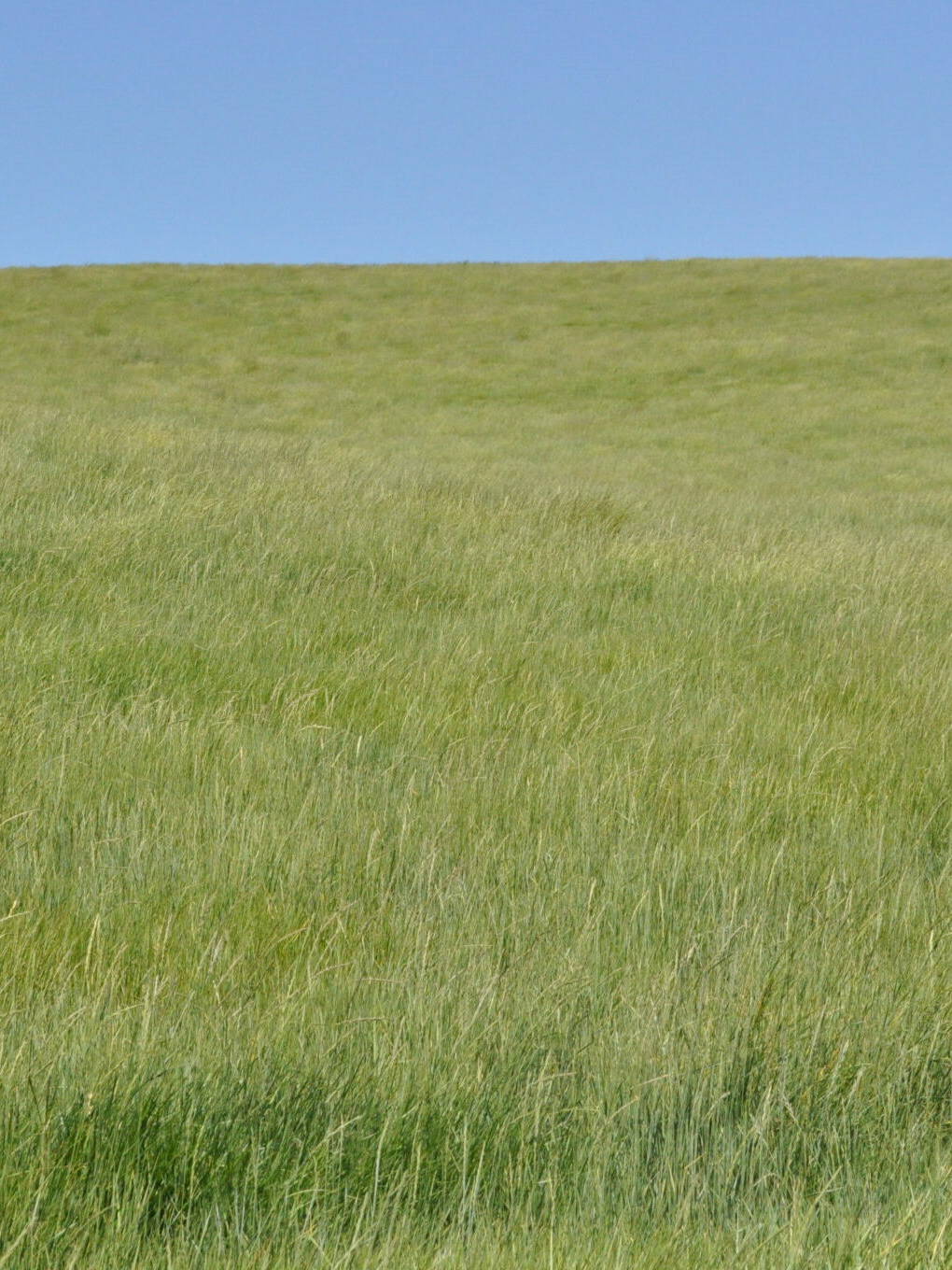 green field of wheatgrass, Steambank Wheatgrass. Scientific name: Elymus lanceolatus psammophilus