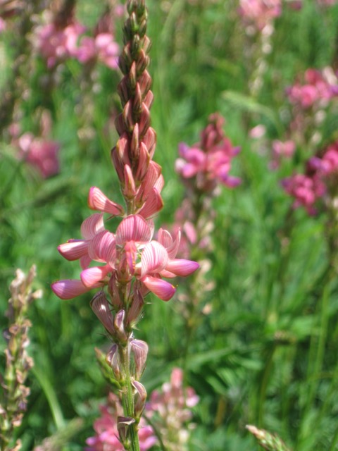 Sainfoin