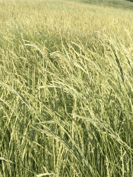 light green pasture field of Western Wheatgrass Scientific name: Pascopyrum smithii