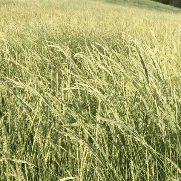 light green pasture field of Western Wheatgrass Scientific name: Pascopyrum smithii