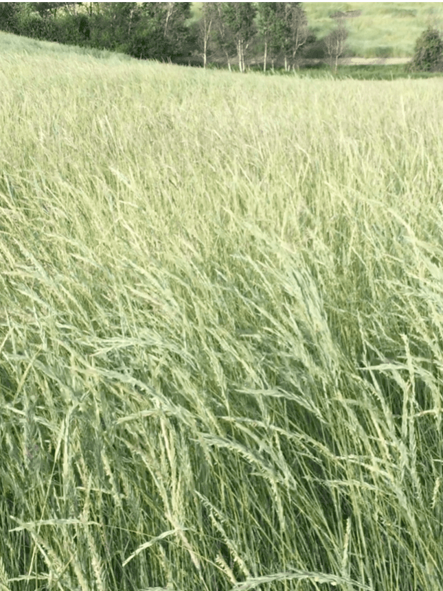 Close up view of pasture Ariba Western Wheatgrass, Scientific name: Pascopyrum smithii