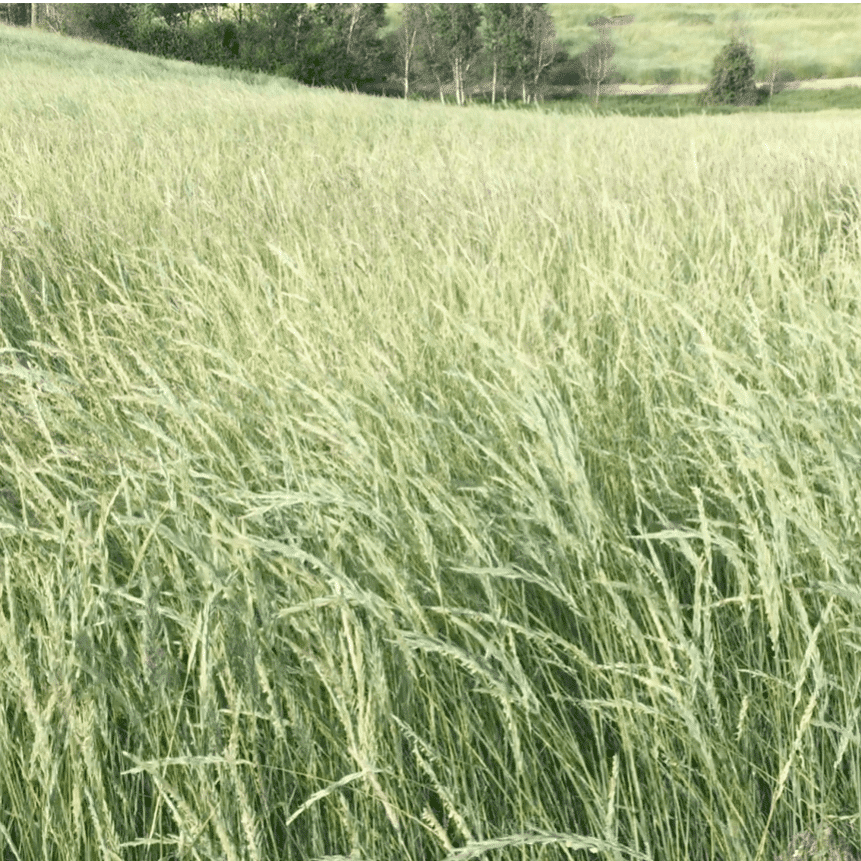 Close up view of pasture Ariba Western Wheatgrass, Scientific name: Pascopyrum smithii