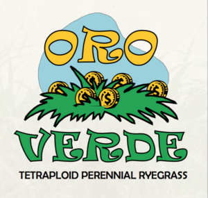 Oro Verde Perennial Ryegrass