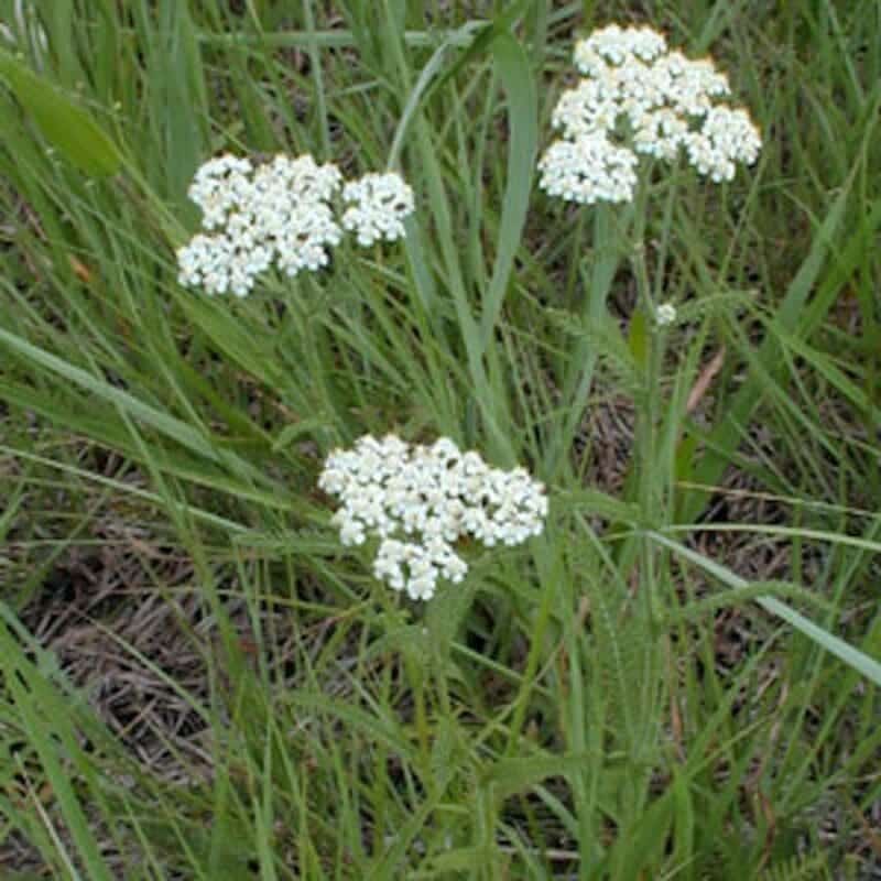 close up white flowered Western Yarrow plant in vegetated area, Scientific Name: achillea millefolium