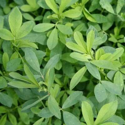 green oval leaves cover all stems, Alfalfa, vns alfalfa, FSG 408DP. Scientific Name: Medicago sativa