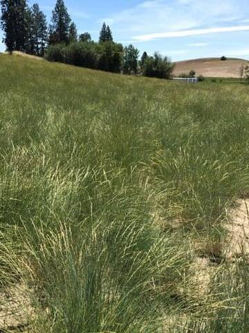 greeny bunchgrass field Anitone Bluebunch Wheatgrass Scientific Name: Pseudoroegneria spicata