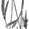 Illustration Big Bluestem, Scientific Name: Andropogon gerardi