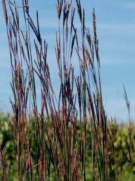 Close up green, small stemmed plant with purple branches hanging off both sides. Big Bluestem. Scientific name: Andropogon gerardii