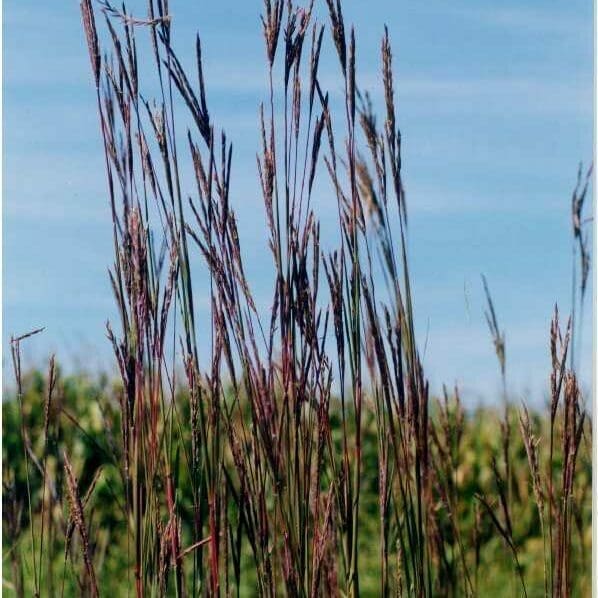 Close up green, small stemmed plant with purple branches hanging off both sides. Big Bluestem. Scientific name: Andropogon gerardii