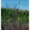 Green, small stemmed plant with purple branches hanging off both sides. Big Bluestem. Scientific name: Andropogon gerardii