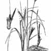 Illustration Big Bluestem, Scientific Name: Andropogon gerardi