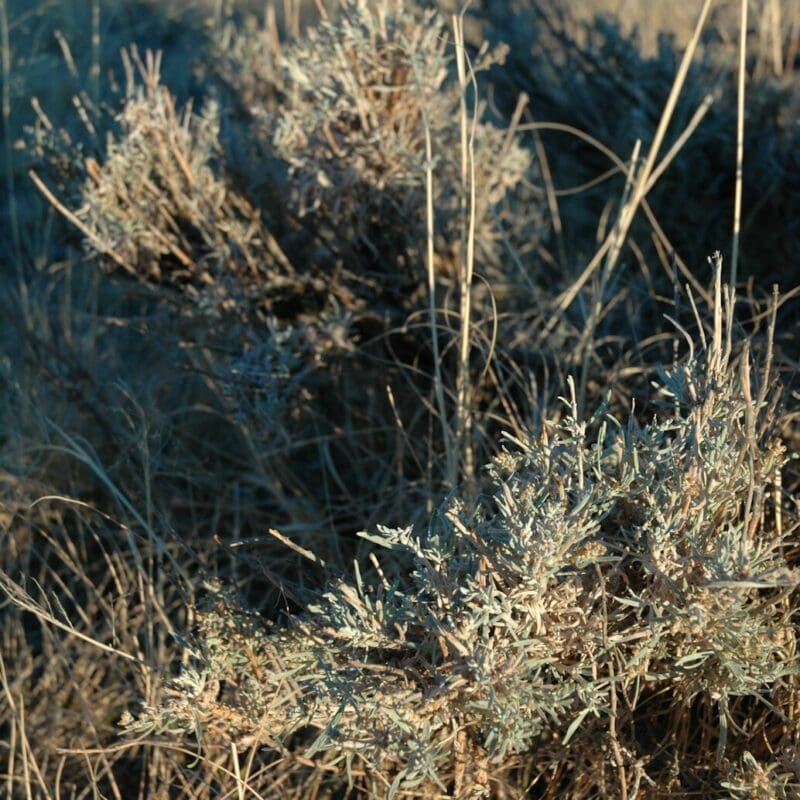 evening close up of Silver Sagebrush branch, Scientific Name: artemisia cana