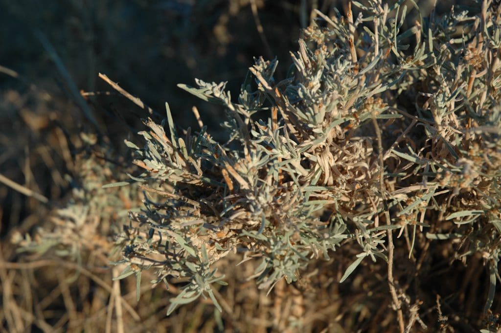Silver Sagebrush (Artemisia cana) Great Basin Seeds