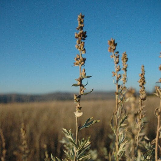 Tall wood like stem with flower bulbs on the top. Louisiana Sage, Scientific Name: Artemisia ludoviciana