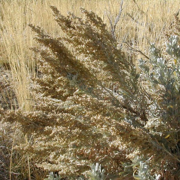 Thick sagebrush bush with thick yellow flowering seeds. Basin Big Sagebrush, Scientific Name: Artemesia tridentata tridentata