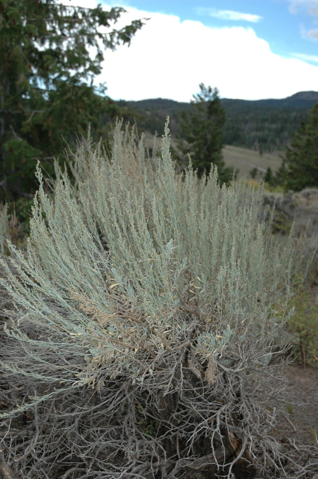 Mountain Big Sagebrush Great Basin Seeds