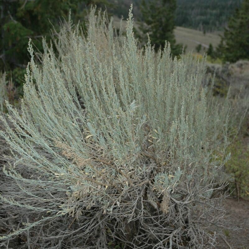 close up image of Mountain Big Sagebrush in mountain area, Scientific name: artemisia tridentata vaseyana