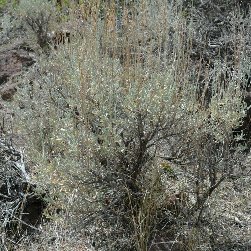 close up image of Mountain Big Sagebrush in mountain area, Scientific Name: artemisia tridentata vaseyana