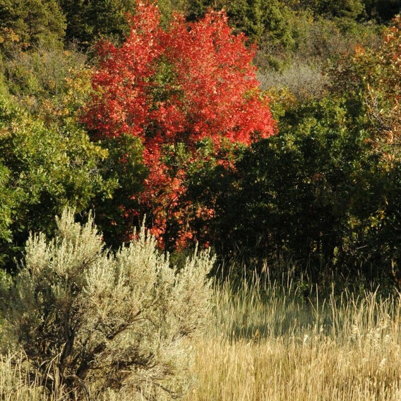 vegetated area with Basin Big Sagebrush on early fall mountain hillside, Scientific Name: artemisia tridentata tridentata