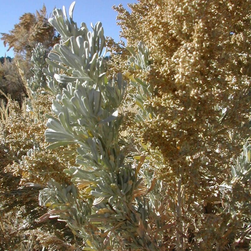 close up of Basin Big Sagebrush branch, Scientific Name: artemisia tridentata tridentata