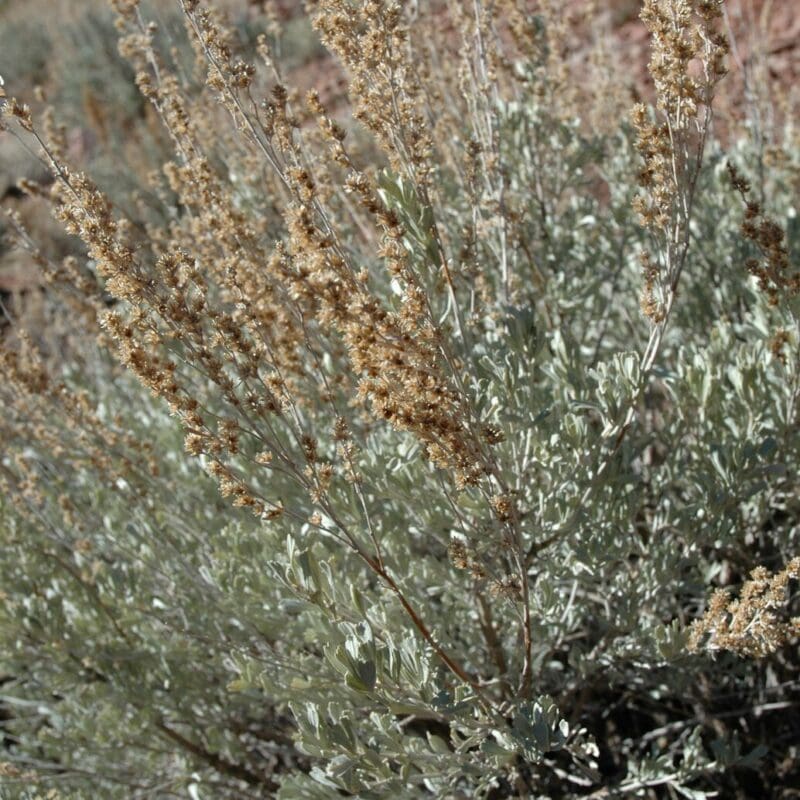 close up of Wyoming Big Sagebrush branch, Scientific Name: artemisia tridentata wyomingensis