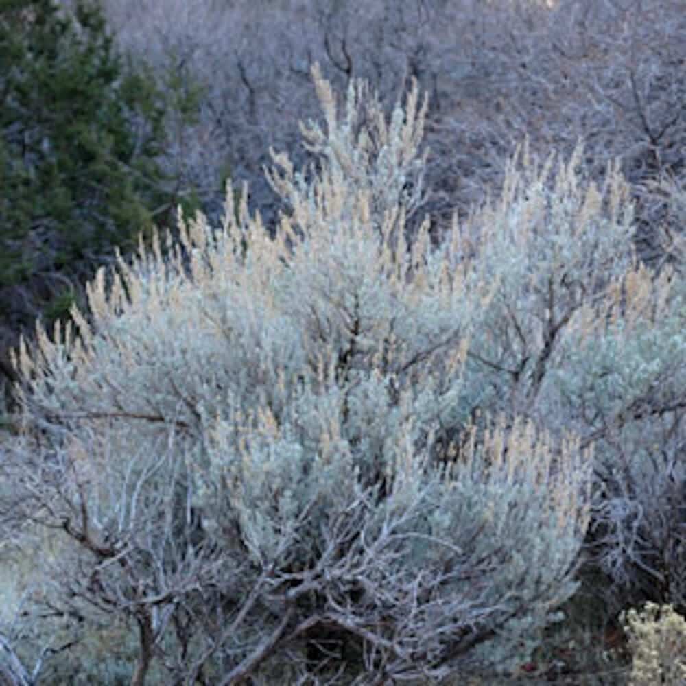 Wyoming Big Sagebrush Great Basin Seeds