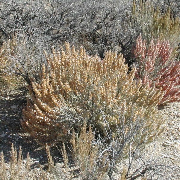 Densely branched and spiny shrub Shadscale Saltbrush. Scientific name: Atriplex confertifolia