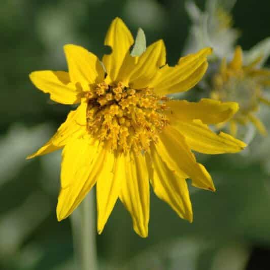 close up yellow member sunflower Arrowleaf Balsamroot. Scientific Name: Bupthalmium sagittatum