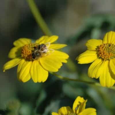 Close up yellow Brittlebush Scientific Name: Encelia farinosa