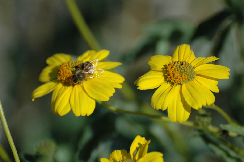 Brittlebush (Encelia farinosa) Great Basin Seeds