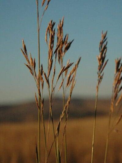 Tall grass with seed pods growing upward. Mountain Brome. Scientific name: Bromus marginatus