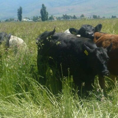 cows grazing Meadow Brome plants in valley pasture near mountains, scientific name bromus biebersteinii