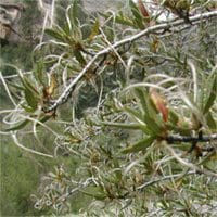 Long leaves that are curled upward, growing off of a mahogany tree. Curl Leaf Mountain Mahogany. Scientific name: Cercocarpus ledifoliu