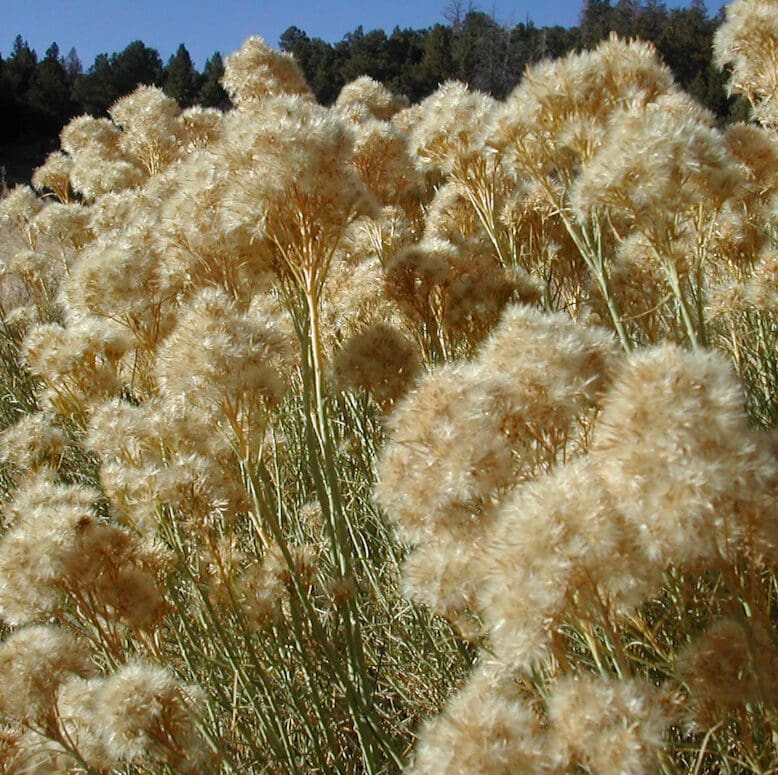 Desert Yellowish/white Rubber Rabbitbrush, Scientific Name: Ericameria nauseousa