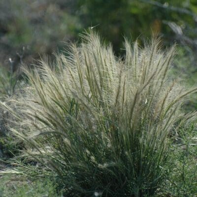 Large Scattered Bottlebrush Squirreltail. Scientific Name: Elymus elymoides