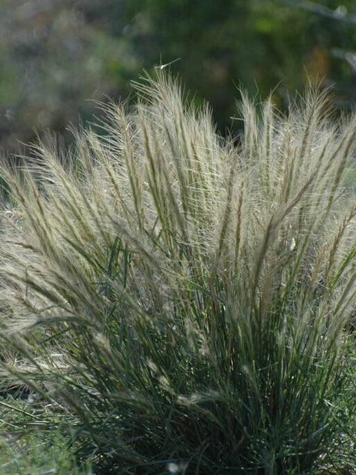 Large Scattered Bottlebrush Squirreltail. Scientific Name: Elymus elymoides