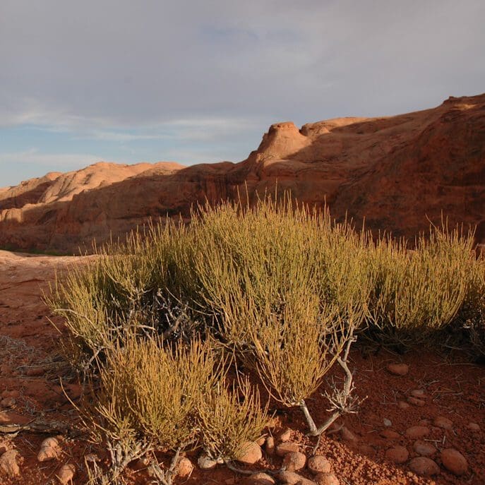 Nevada Ephedra desert rocky green shrubs. Scientific name: Ephedra nevadensis