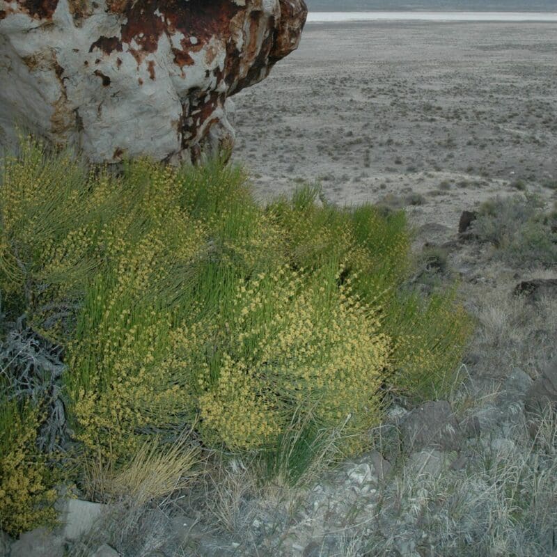 Nevada Ephedra plant on rocky foothill, Scientific name: ephedra nevedensis