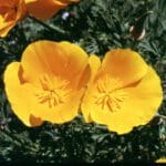 orange California Poppy wildflower, Scientific name: eschscholzia Californica