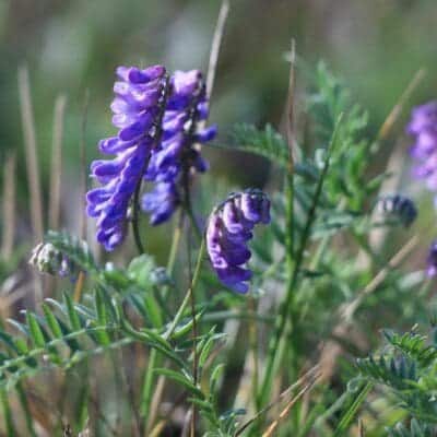 Deep dark purple flower closing with green leaf on tall stem, (Vicia villosa). Scientific Name: Vicia villosa