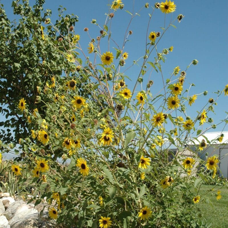 large Annual Sunflower plant growing in residents backyard, Scientific name: helianthus annuus