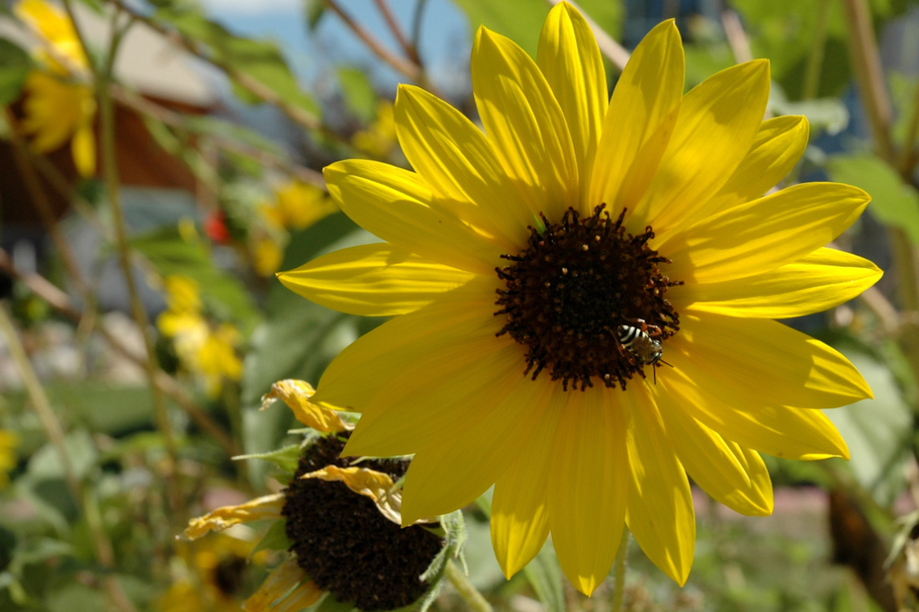 Annual Sunflower Great Basin Seeds Helianthus annuus