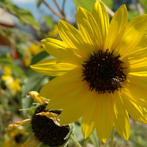 Annual Sunflower Great Basin Seeds Helianthus annuus