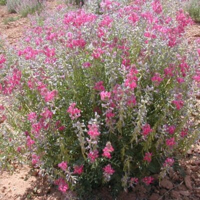 Close up view of Utah Sweetvetch bright white, pinkish, purplish flowers Scientific Name: Hedysarum boreale utahensis
