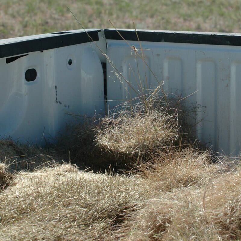 Needle & Threadgrass in the back of a pickup truck harvested right off the field, Scientific name: Hesperostipa comata