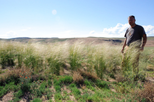 Needle & Threadgrass (Hesperostipa comata)