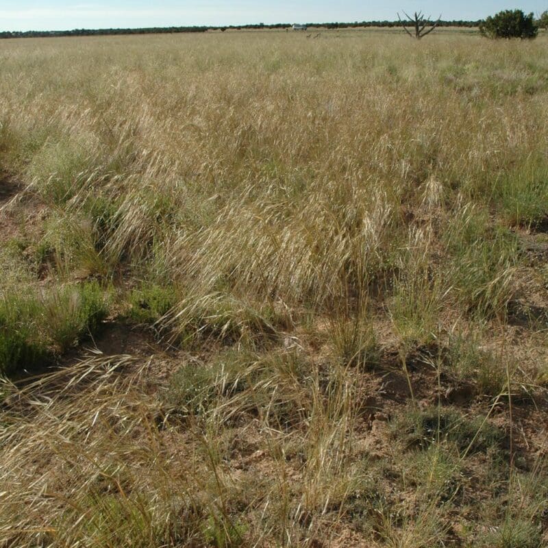 Needle & Threadgrass on vegetated rangeland, Scientific name: Hesperostipa comata