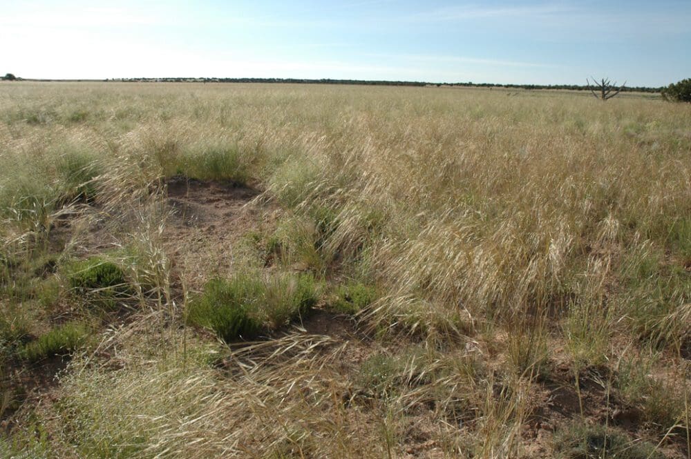 Needle and thread grass hesperostipa comata great basin seeds