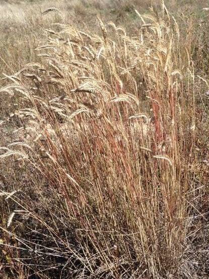 Tall grass with many seed heads tilted to the side. Scientific name: Agropyron cristatum x Agropyron desertorum, Desert Wheatgrass