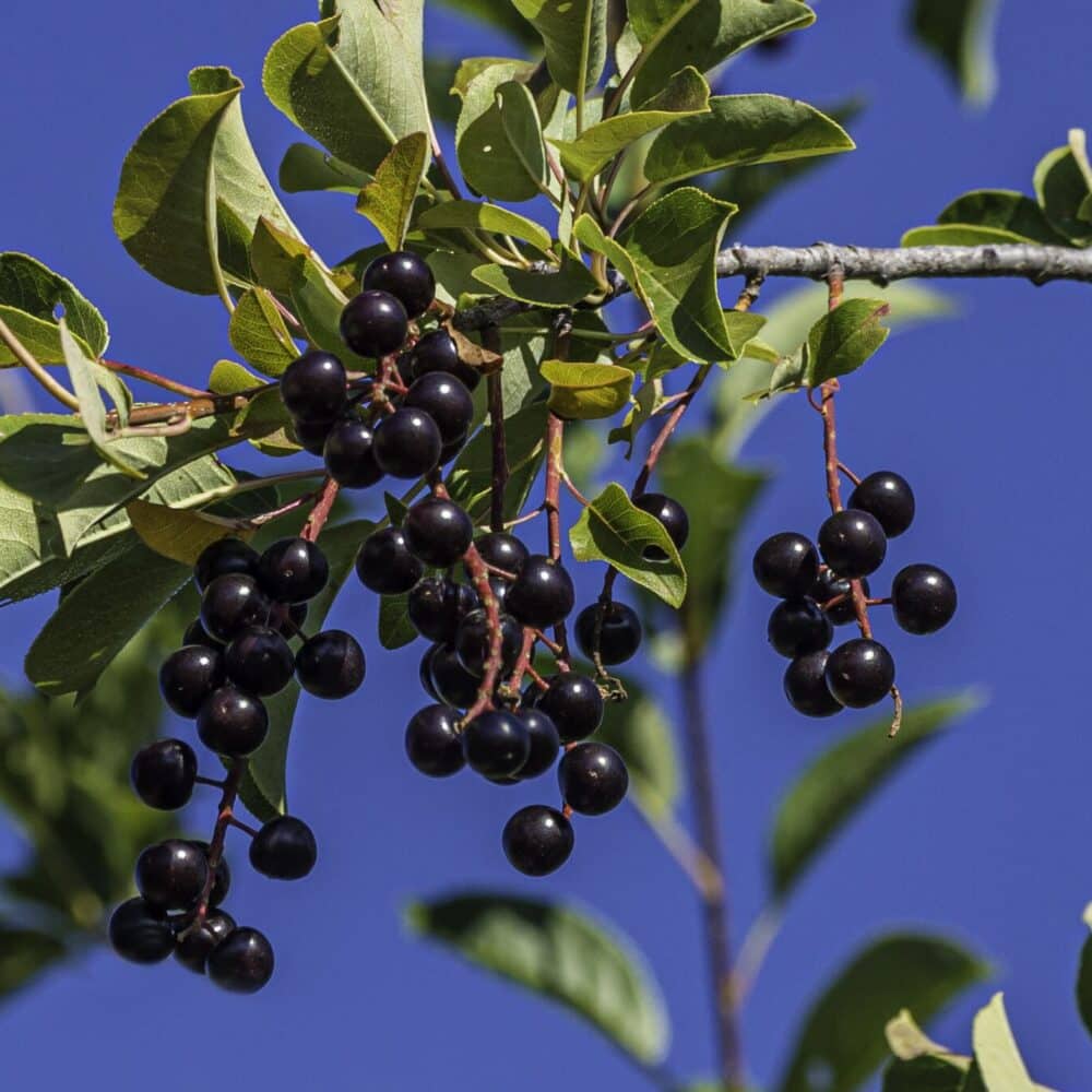 Chokecherry Prunus virginiana Great Basin Seeds